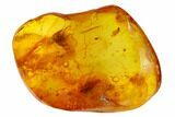 Three Fossil Flies (Diptera) and a Mite (Acari) in Baltic Amber #159873-2